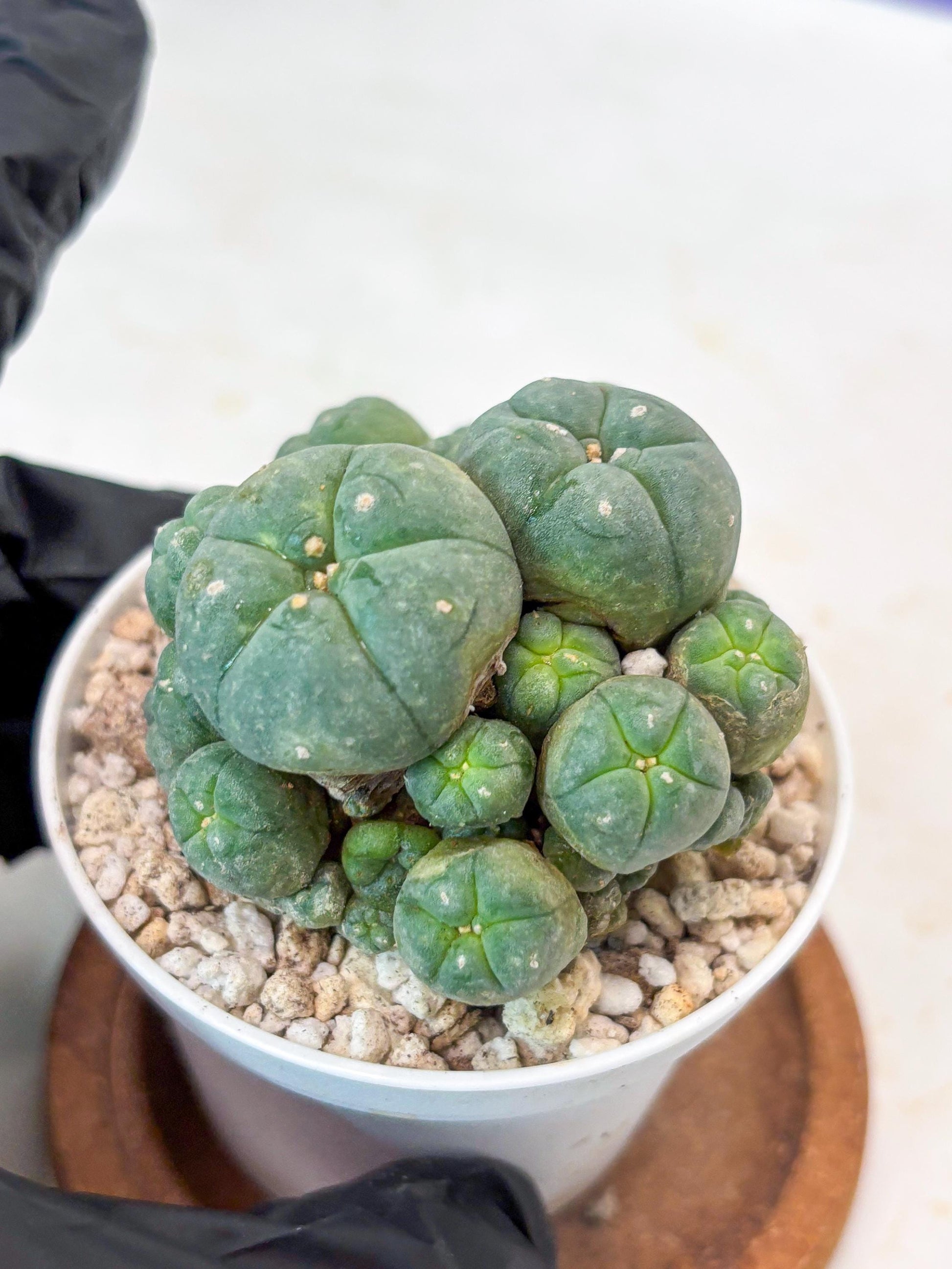 Spinless Cluster Cactus (#21) | Mature Succulents | Succulents Plants Live