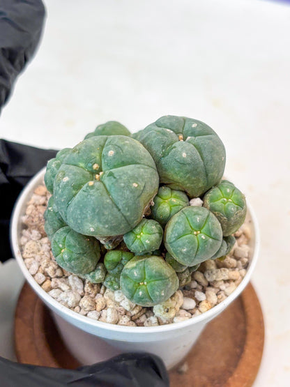 Spinless Cluster Cactus (#21) | Mature Succulents | Succulents Plants Live