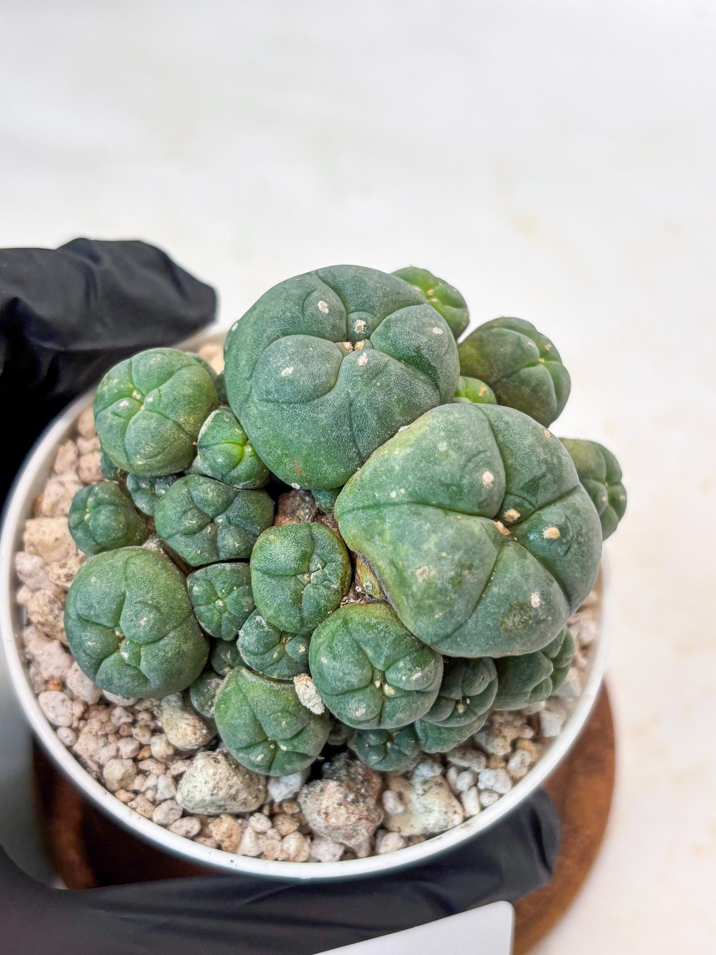 Spinless Cluster Cactus (#21) | Mature Succulents | Succulents Plants Live