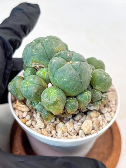 Spinless Cluster Cactus (#21) | Mature Succulents | Succulents Plants Live