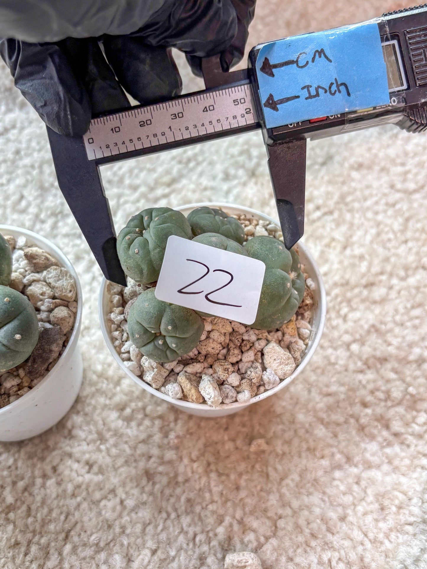 Spinless Cluster Cactus (#22) | Mature Succulents | Succulents Plants Live