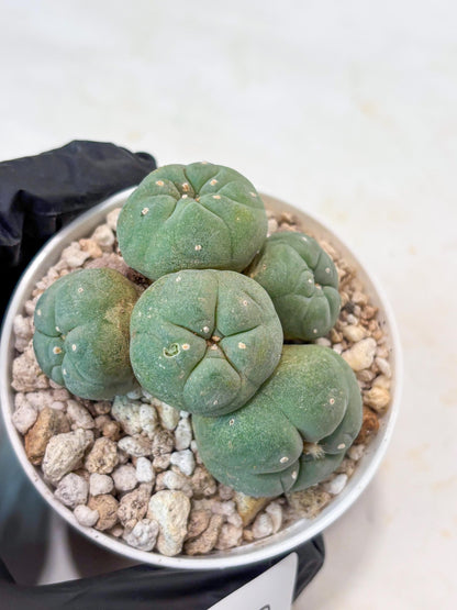 Spinless Cluster Cactus (#22) | Mature Succulents | Succulents Plants Live