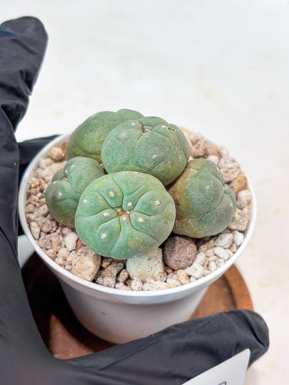 Spinless Cluster Cactus (#22) | Mature Succulents | Succulents Plants Live