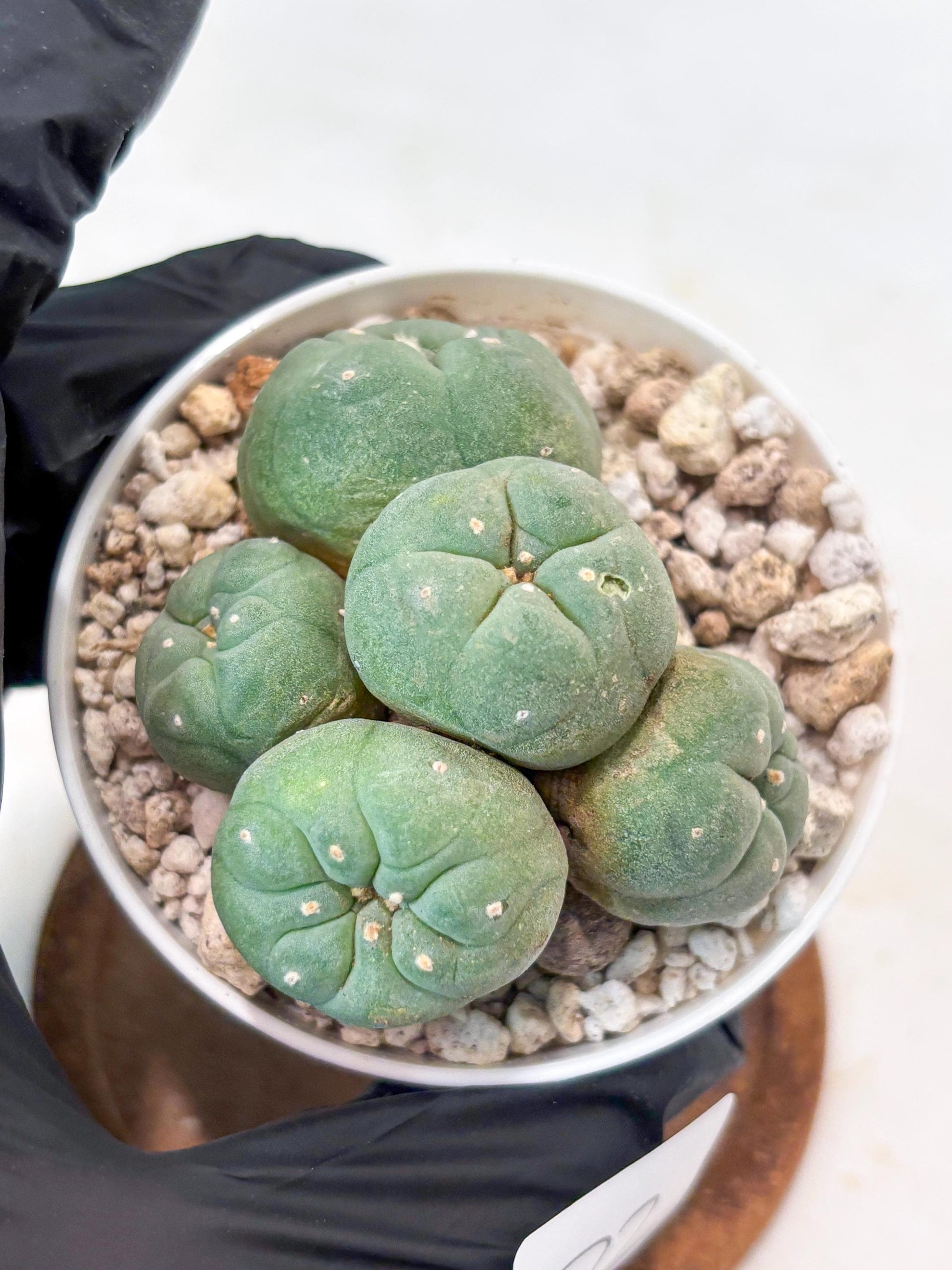 Spinless Cluster Cactus (#22) | Mature Succulents | Succulents Plants Live