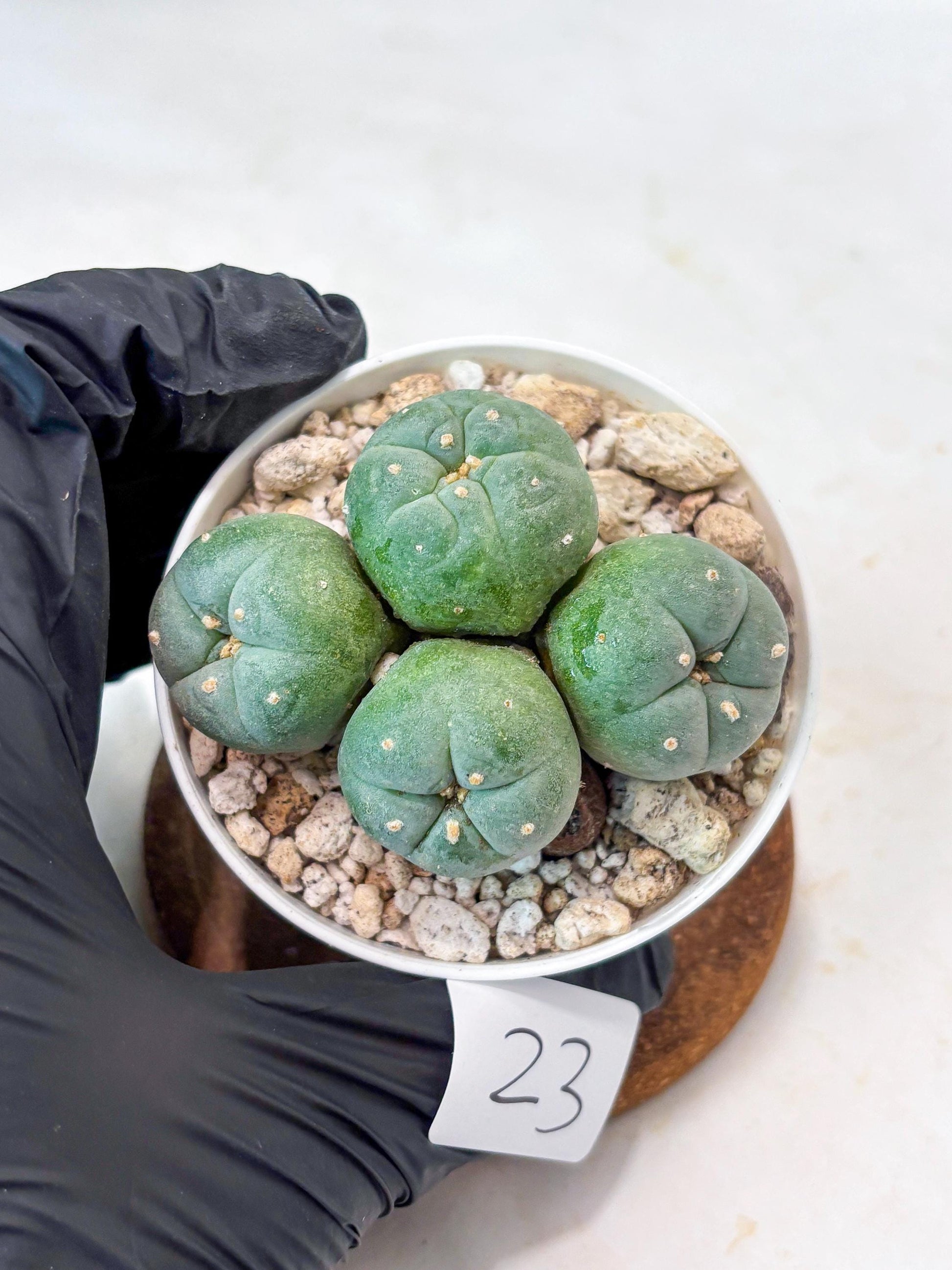 Spinless Cluster Cactus (#23) | Mature Succulents | Succulents Plants Live