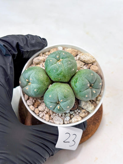 Spinless Cluster Cactus (#23) | Mature Succulents | Succulents Plants Live