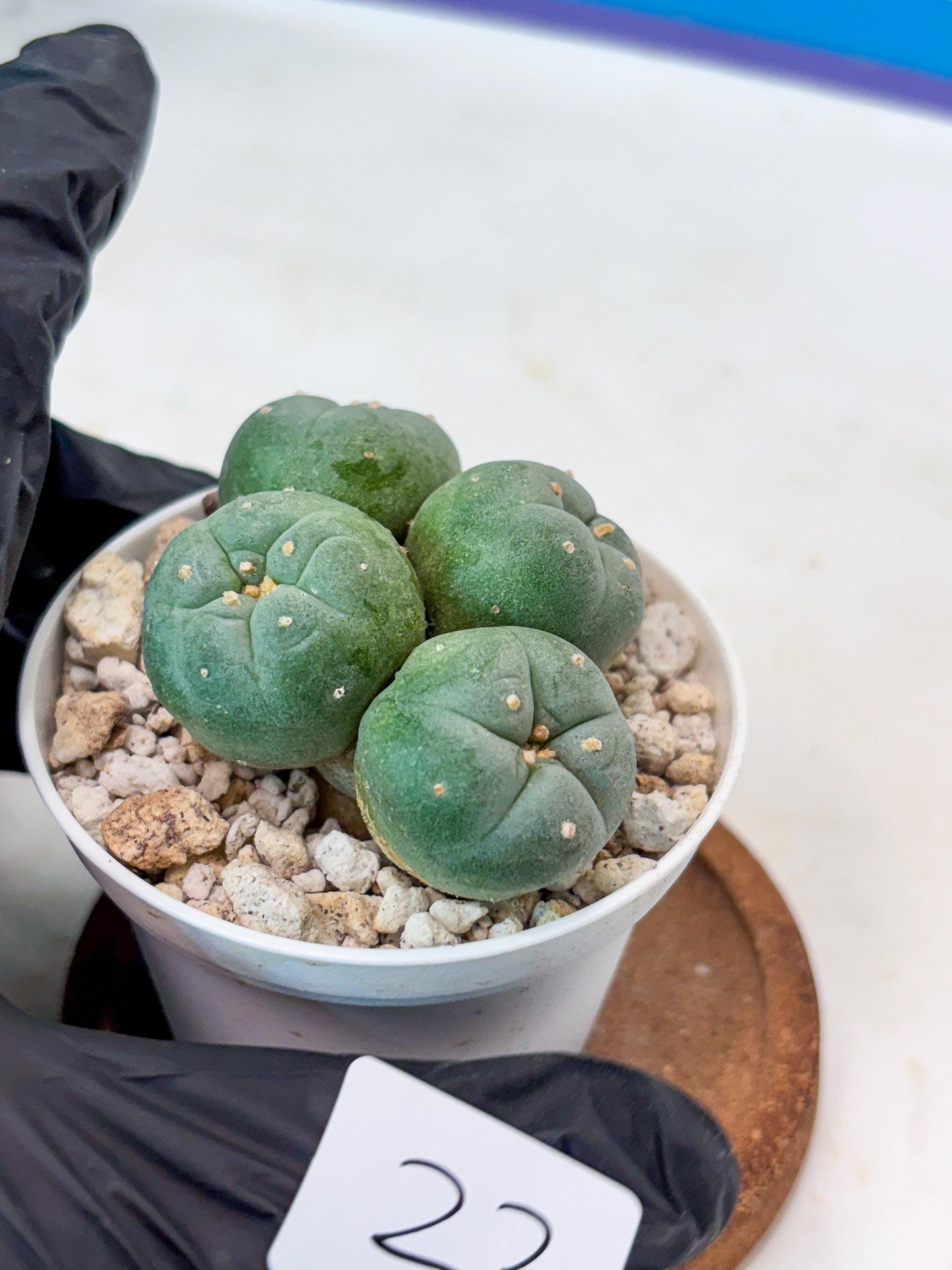 Spinless Cluster Cactus (#23) | Mature Succulents | Succulents Plants Live