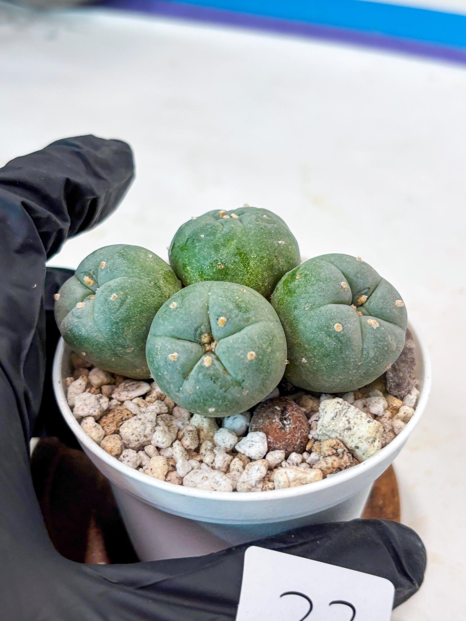 Spinless Cluster Cactus (#23) | Mature Succulents | Succulents Plants Live