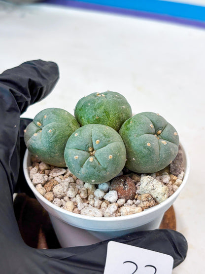 Spinless Cluster Cactus (#23) | Mature Succulents | Succulents Plants Live