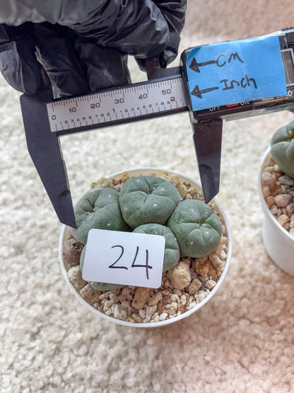 Spinless Cluster Cactus (#24) | Mature Succulents | Succulents Plants Live