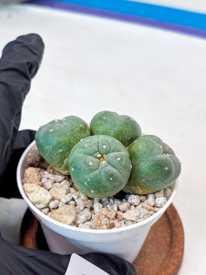 Spinless Cluster Cactus (#23) | Mature Succulents | Succulents Plants Live