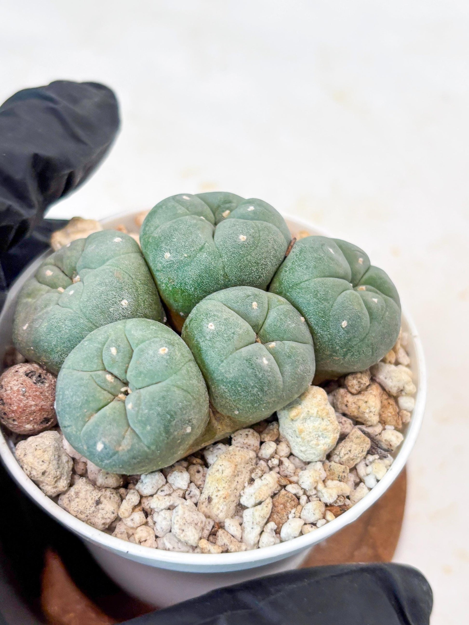 Spinless Cluster Cactus (#24) | Mature Succulents | Succulents Plants Live