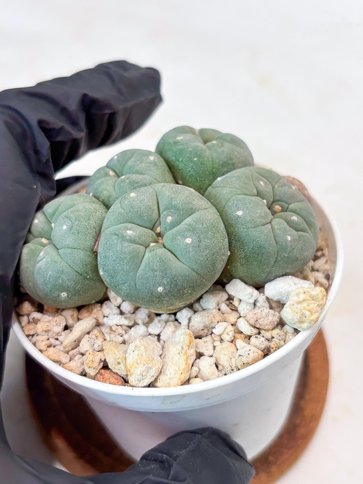 Spinless Cluster Cactus (#24) | Mature Succulents | Succulents Plants Live