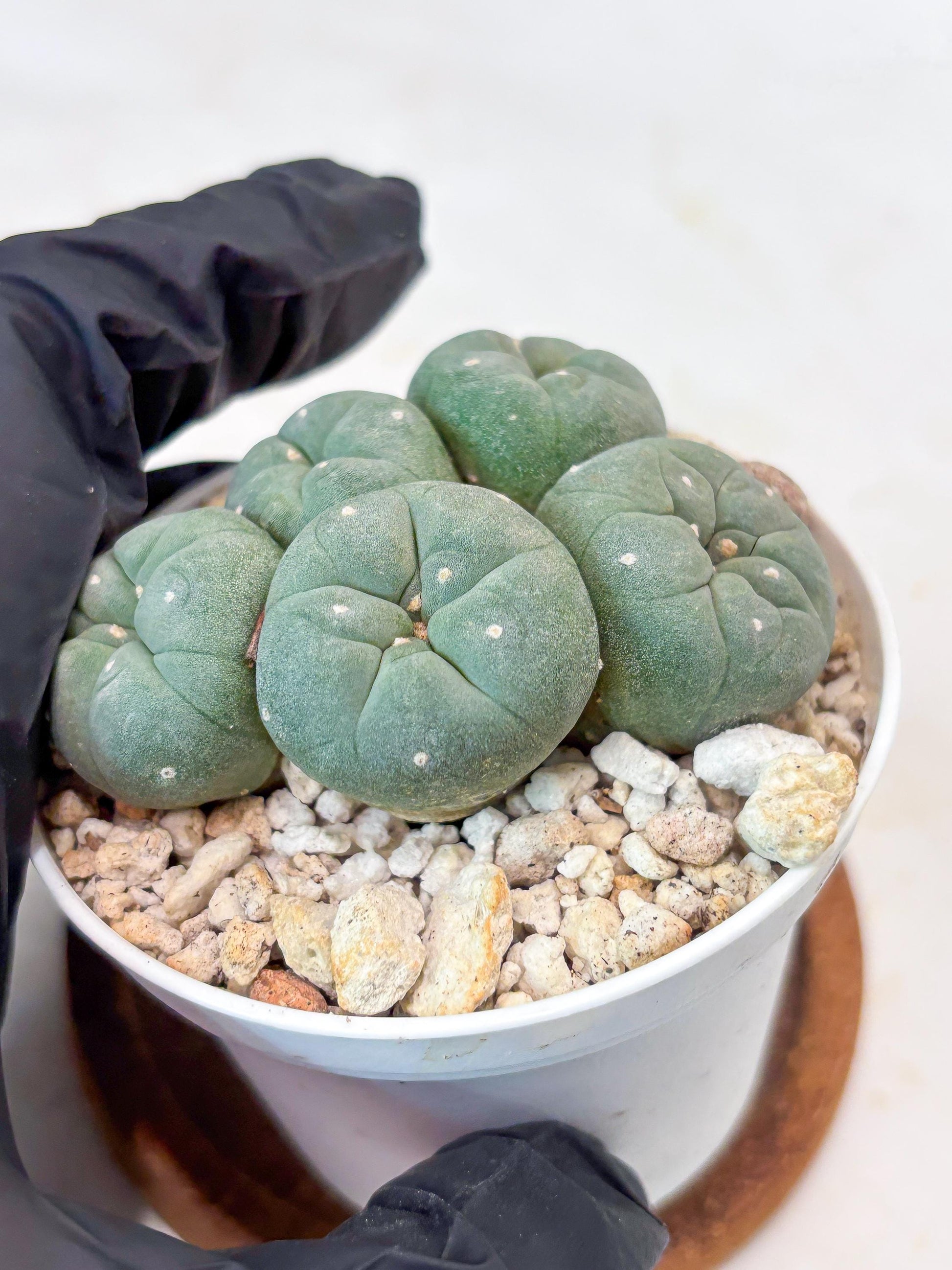 Spinless Cluster Cactus (#24) | Mature Succulents | Succulents Plants Live