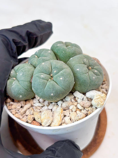 Spinless Cluster Cactus (#24) | Mature Succulents | Succulents Plants Live