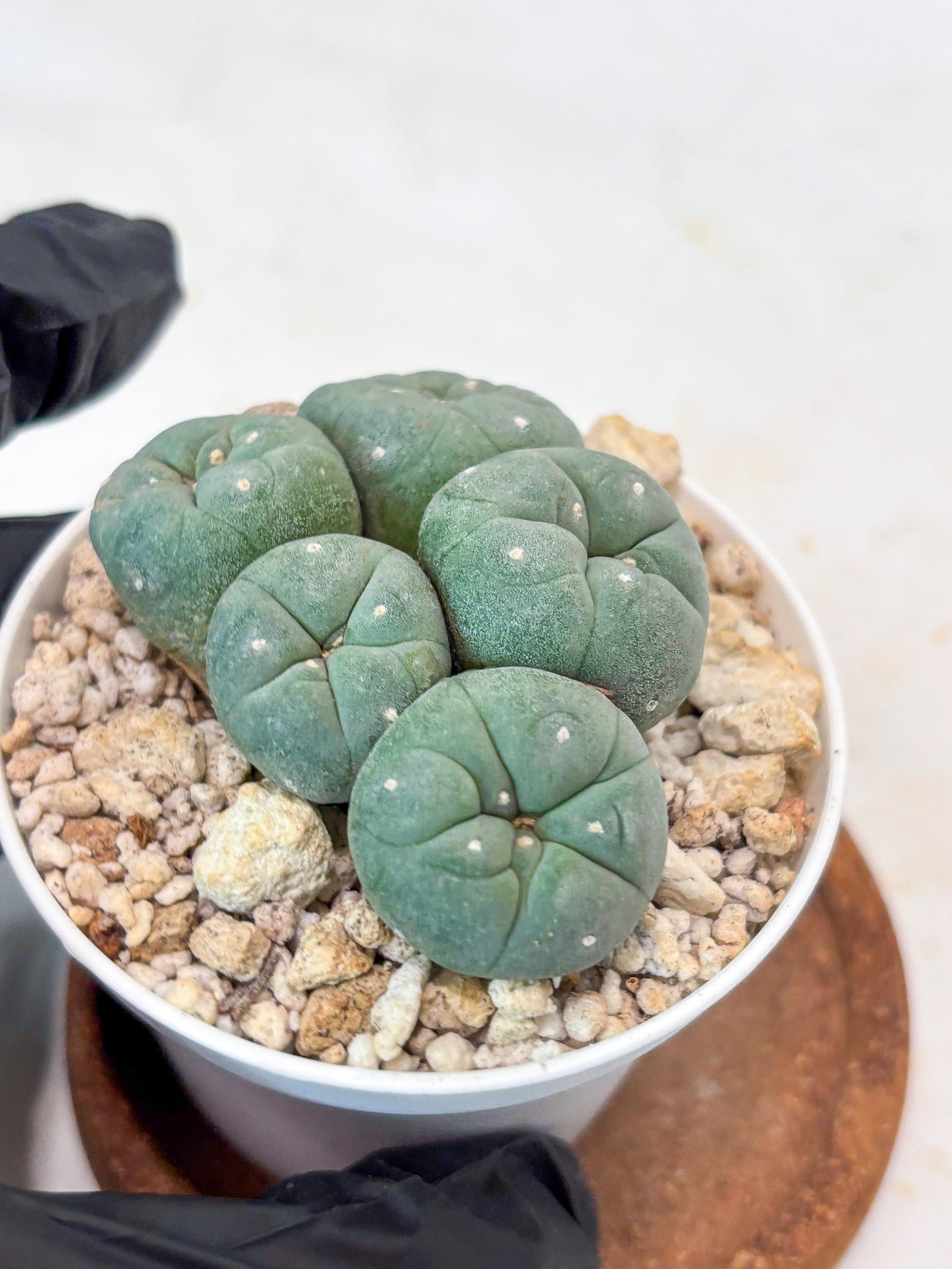 Spinless Cluster Cactus (#24) | Mature Succulents | Succulents Plants Live