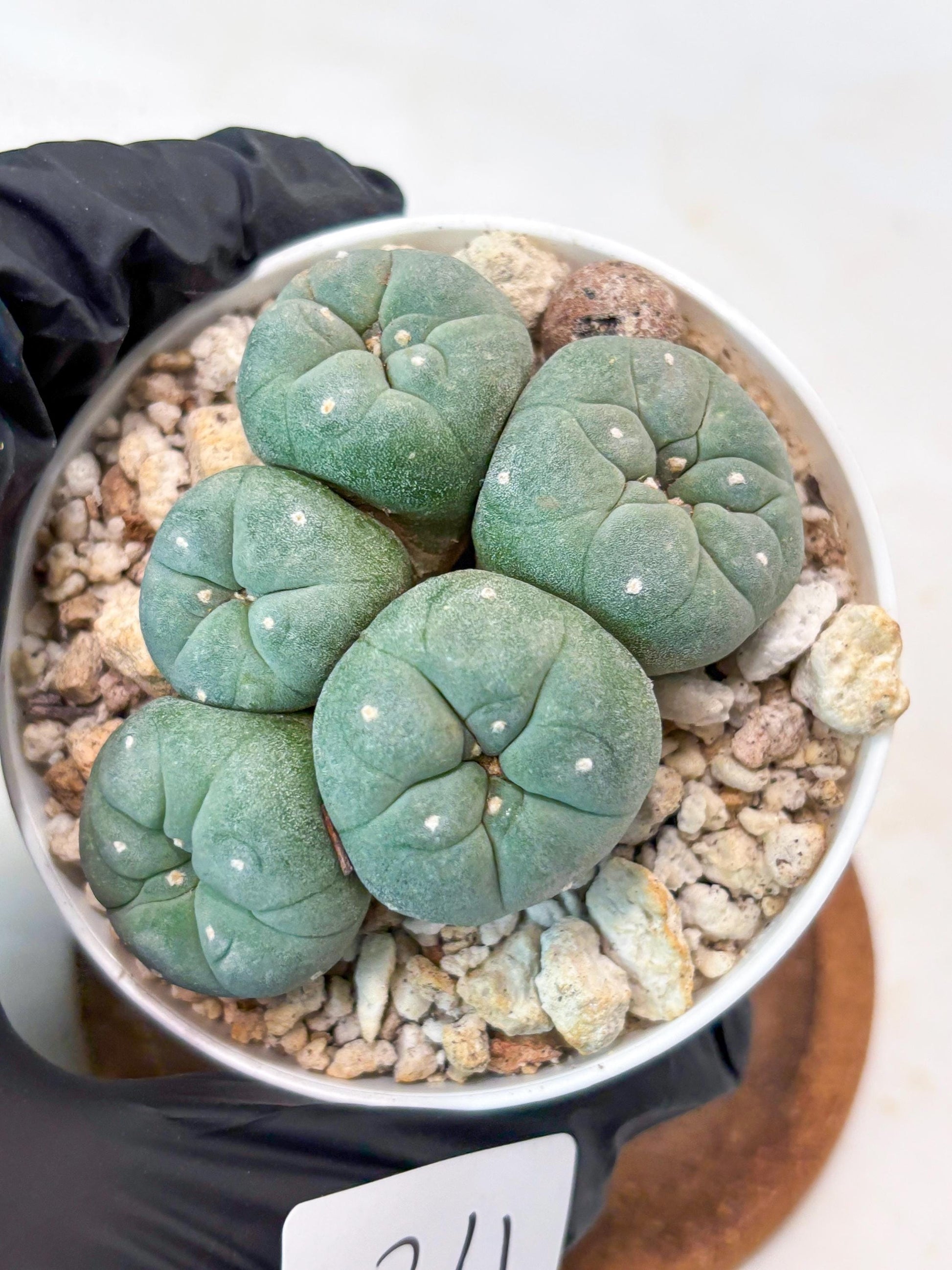 Spinless Cluster Cactus (#24) | Mature Succulents | Succulents Plants Live