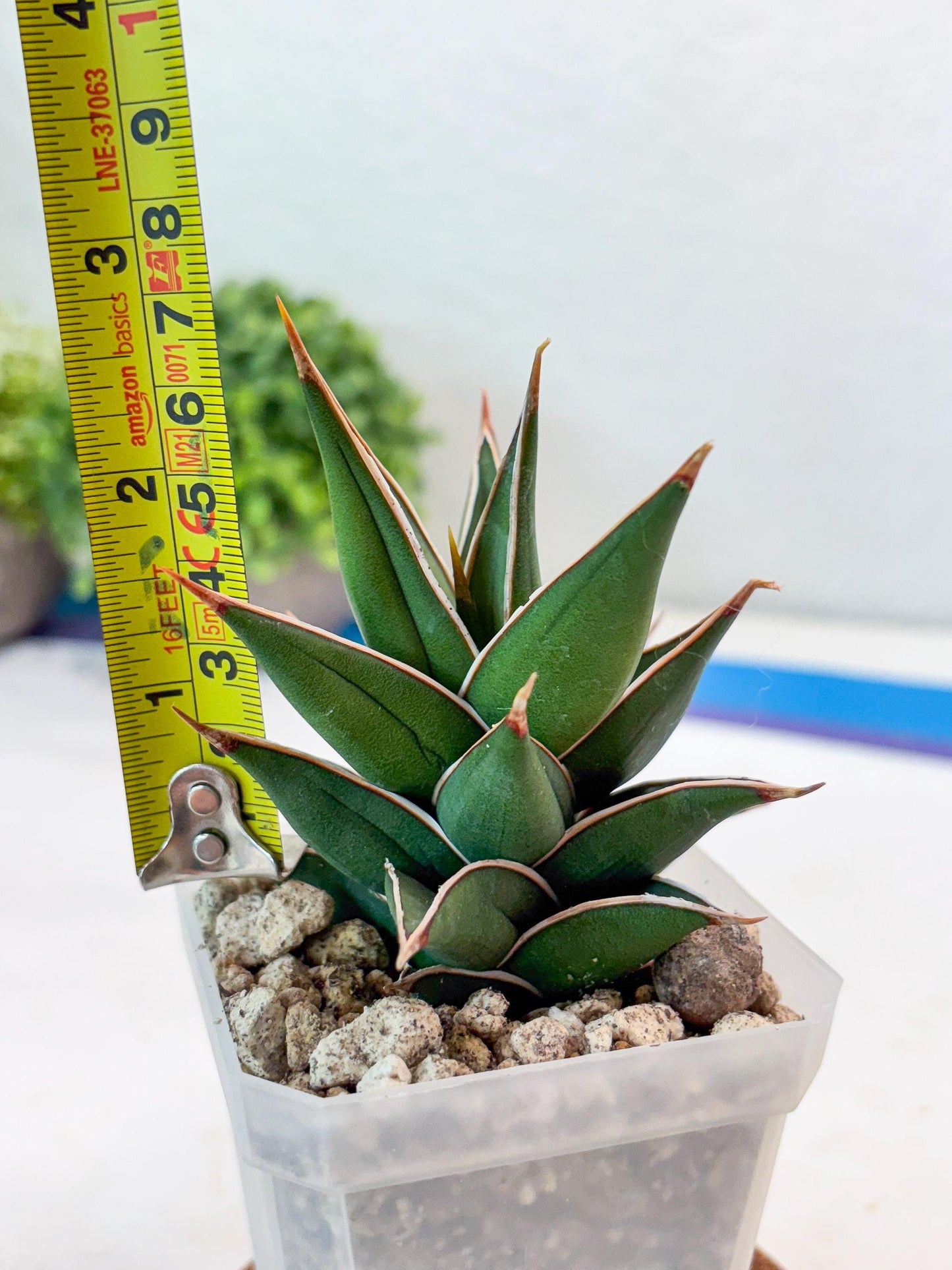 Sansevieria Pinguicula NaNa (#Ba79) | Imported Snake Plant
