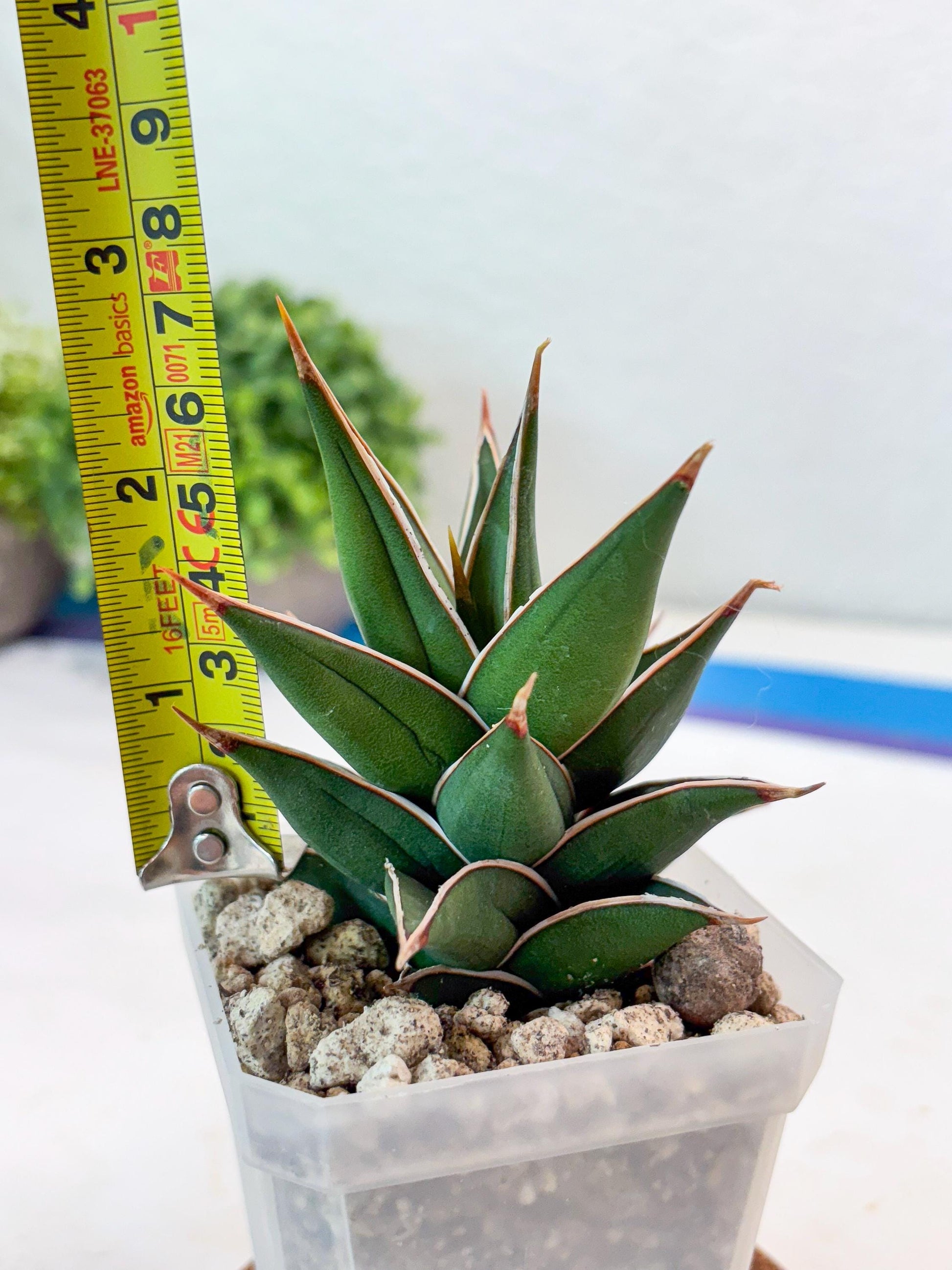 Sansevieria Pinguicula NaNa (#Ba79) | Imported Snake Plant