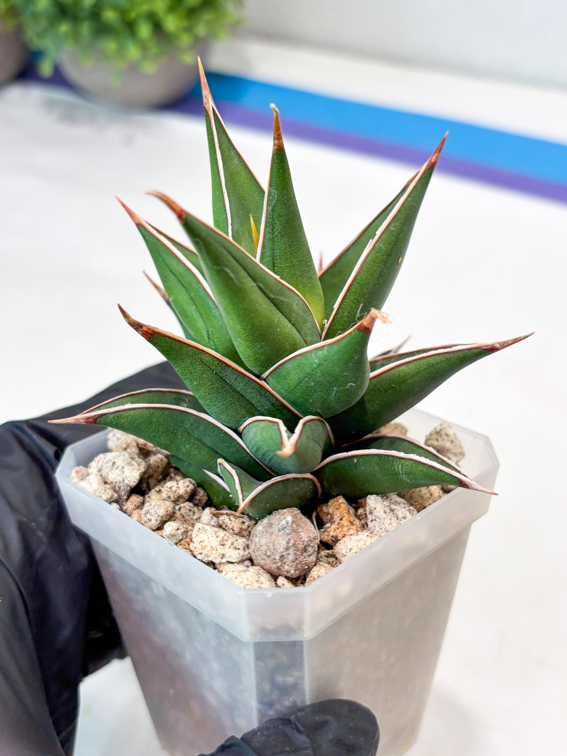 Sansevieria Pinguicula NaNa (#Ba79) | Imported Snake Plant