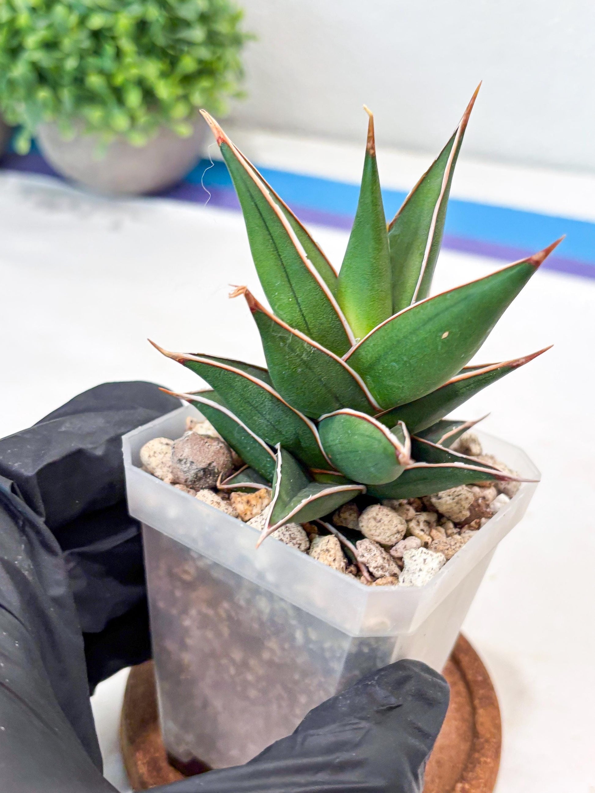 Sansevieria Pinguicula NaNa (#Ba79) | Imported Snake Plant