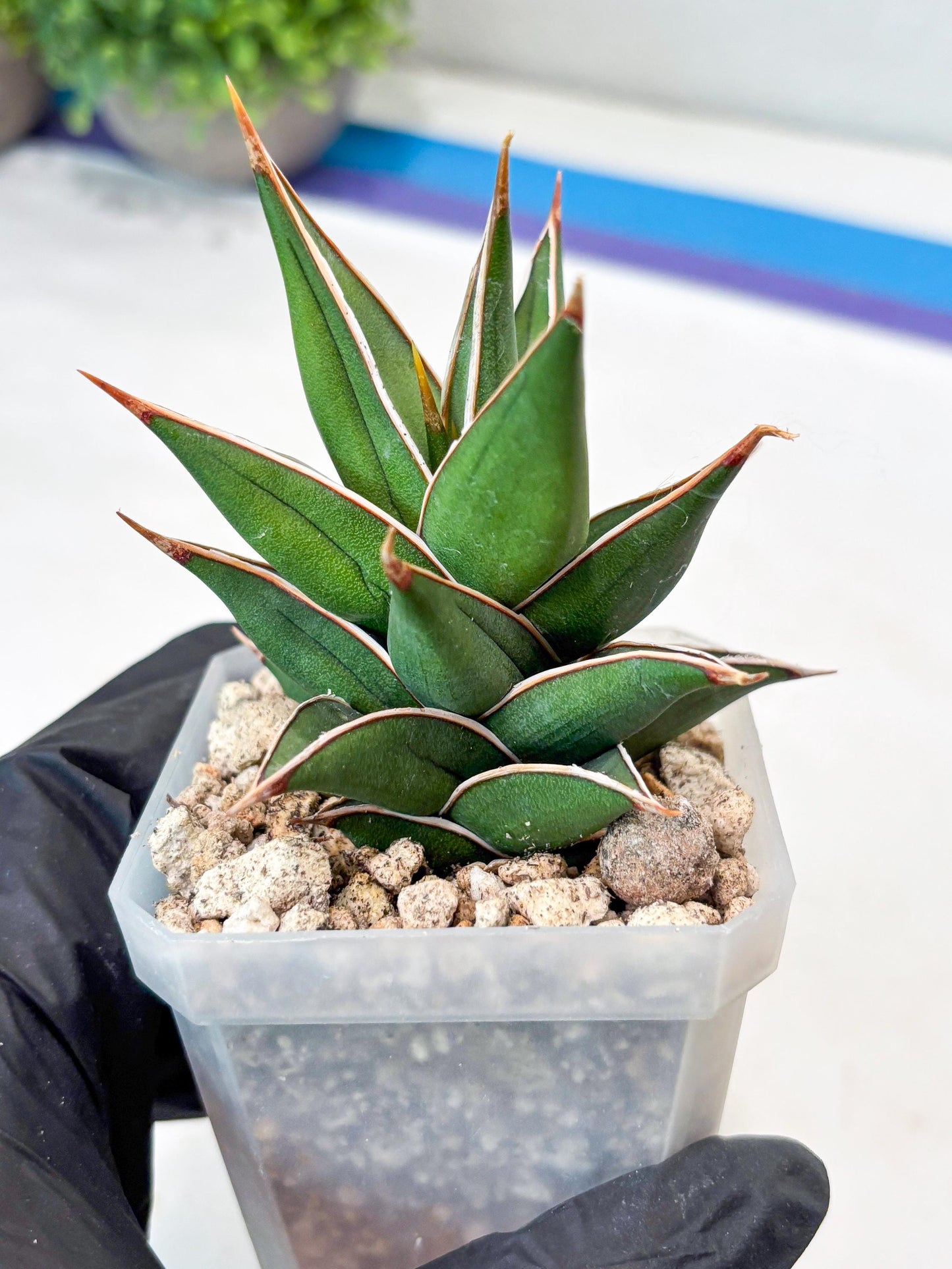 Sansevieria Pinguicula NaNa (#Ba79) | Imported Snake Plant