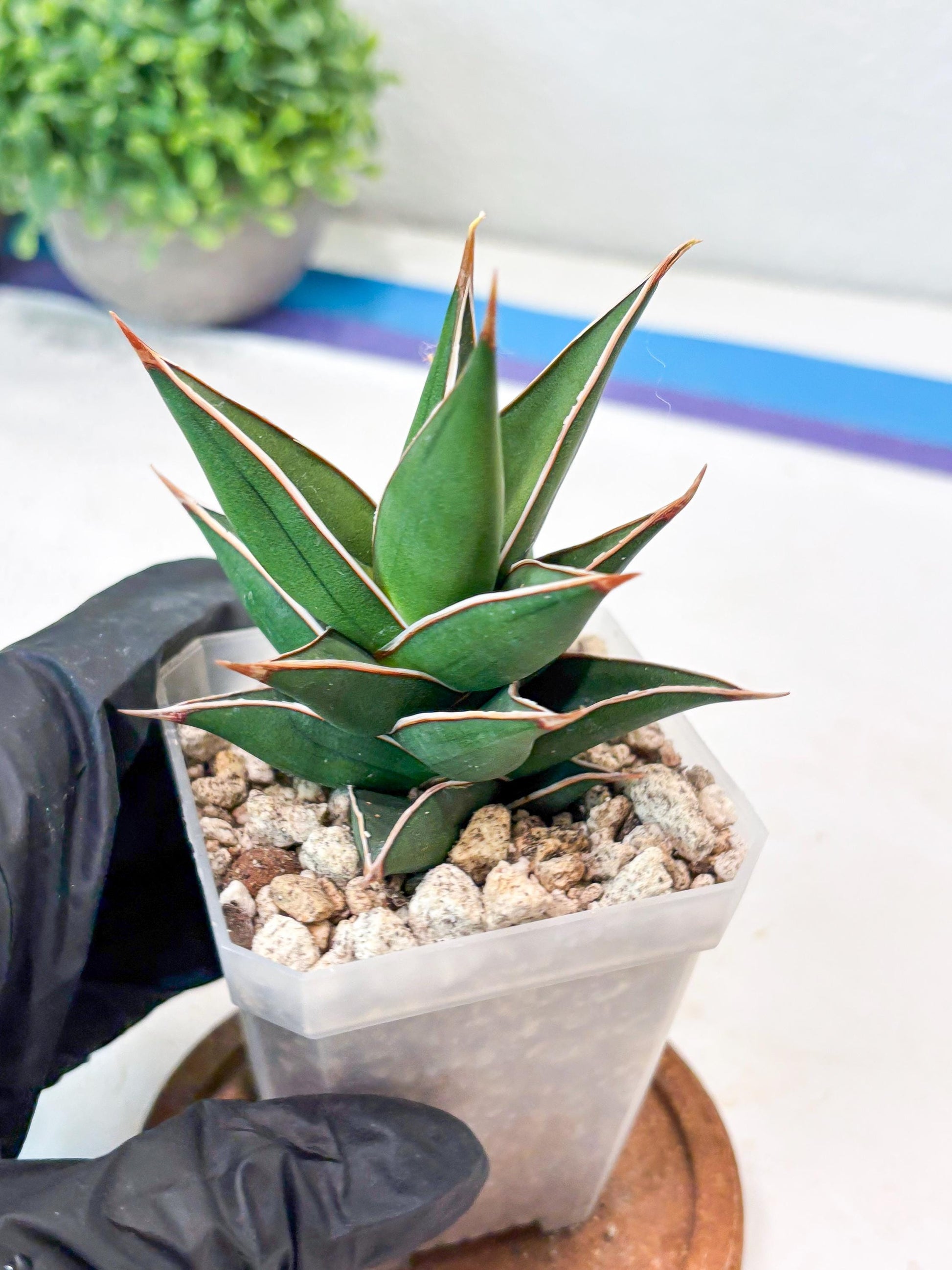Sansevieria Pinguicula NaNa (#Ba79) | Imported Snake Plant