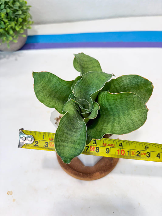 Sansevieria Queen Rose (#Ba80) | Rare Hybrid Species