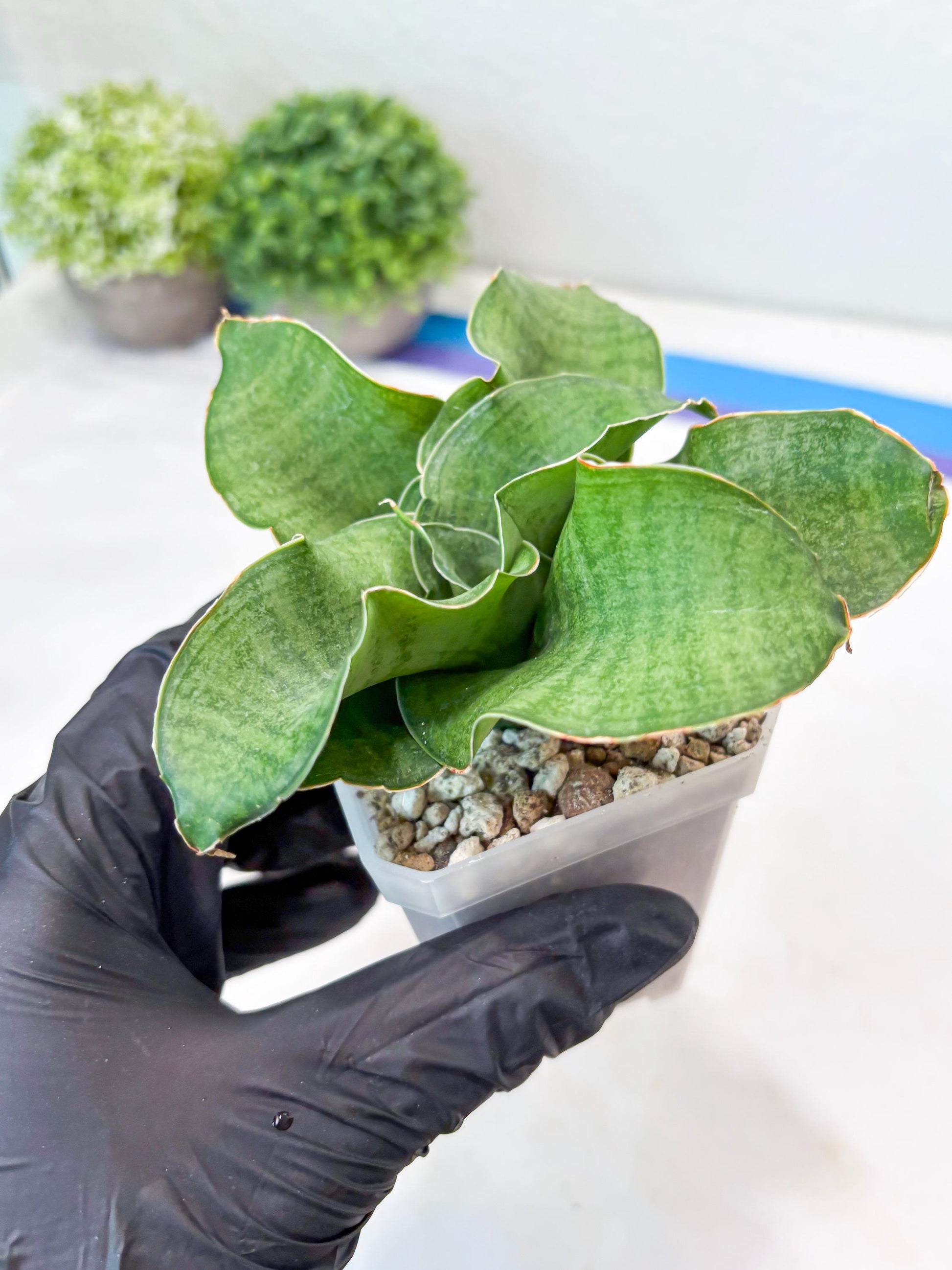 Sansevieria Queen Rose (#Ba80) | Rare Hybrid Species