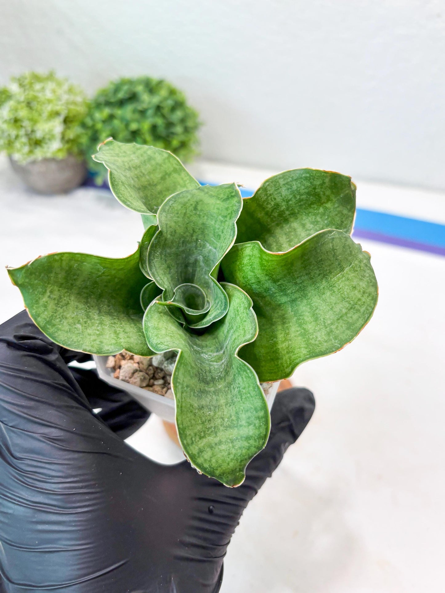 Sansevieria Queen Rose (#Ba80) | Rare Hybrid Species