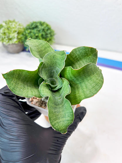 Sansevieria Queen Rose (#Ba80) | Rare Hybrid Species