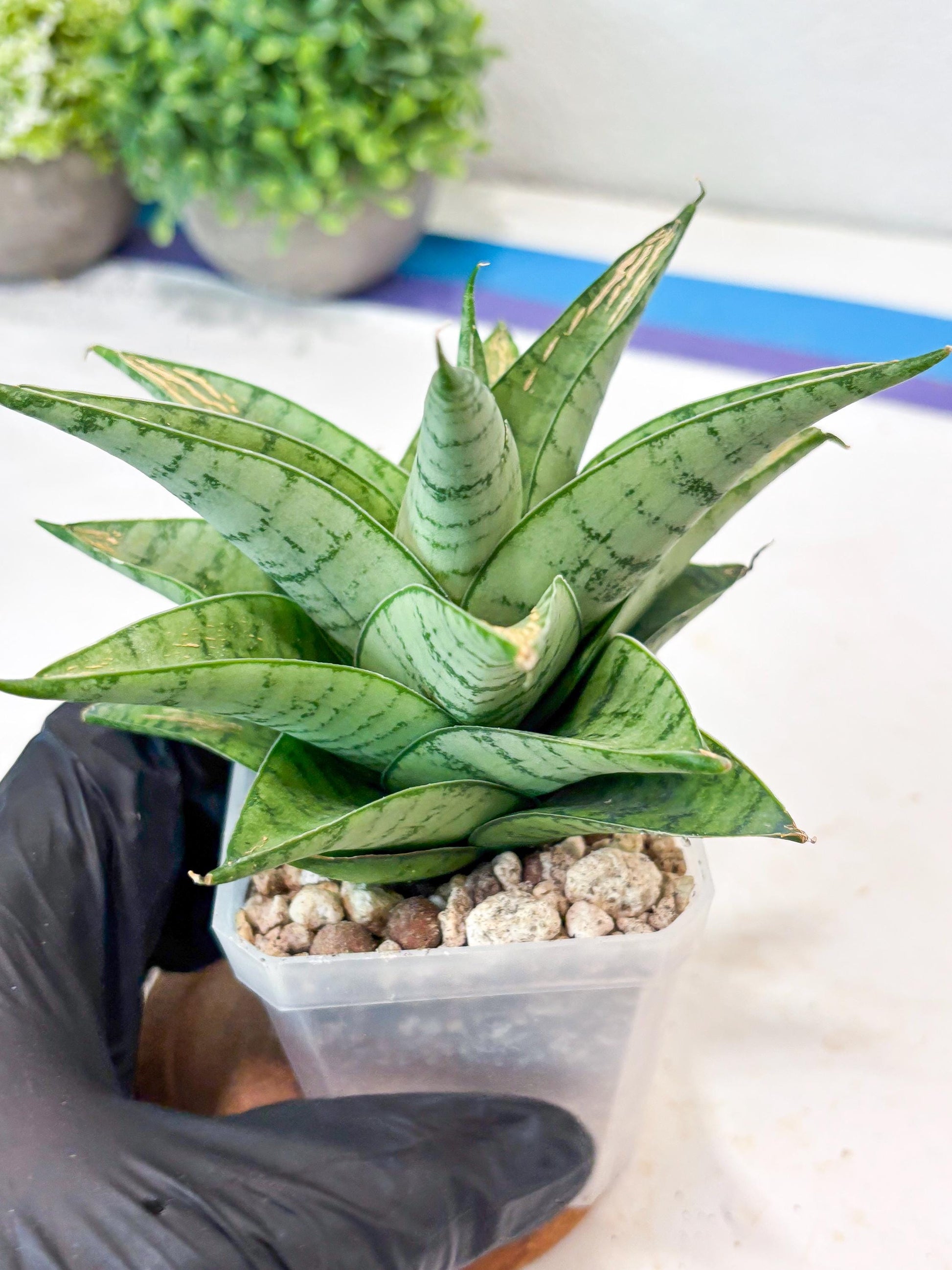 Sansevieria Niubi (#Ba83) | Rare Hybrid Species