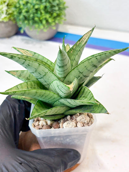 Sansevieria Niubi (#Ba83) | Rare Hybrid Species