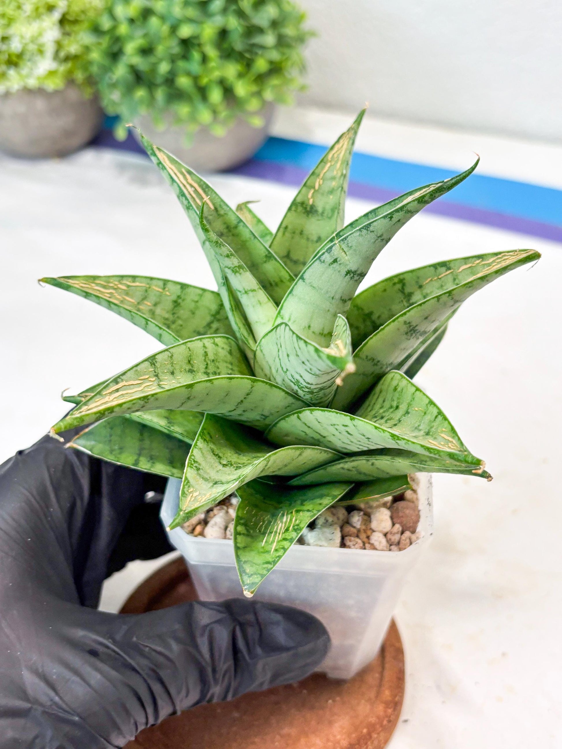Sansevieria Niubi (#Ba83) | Rare Hybrid Species