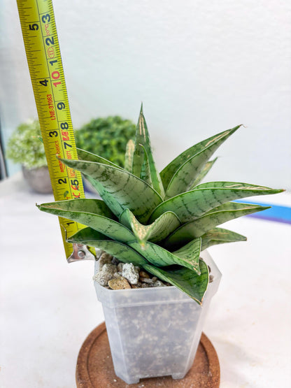 Sansevieria Niubi (#Ba83) | Rare Hybrid Species