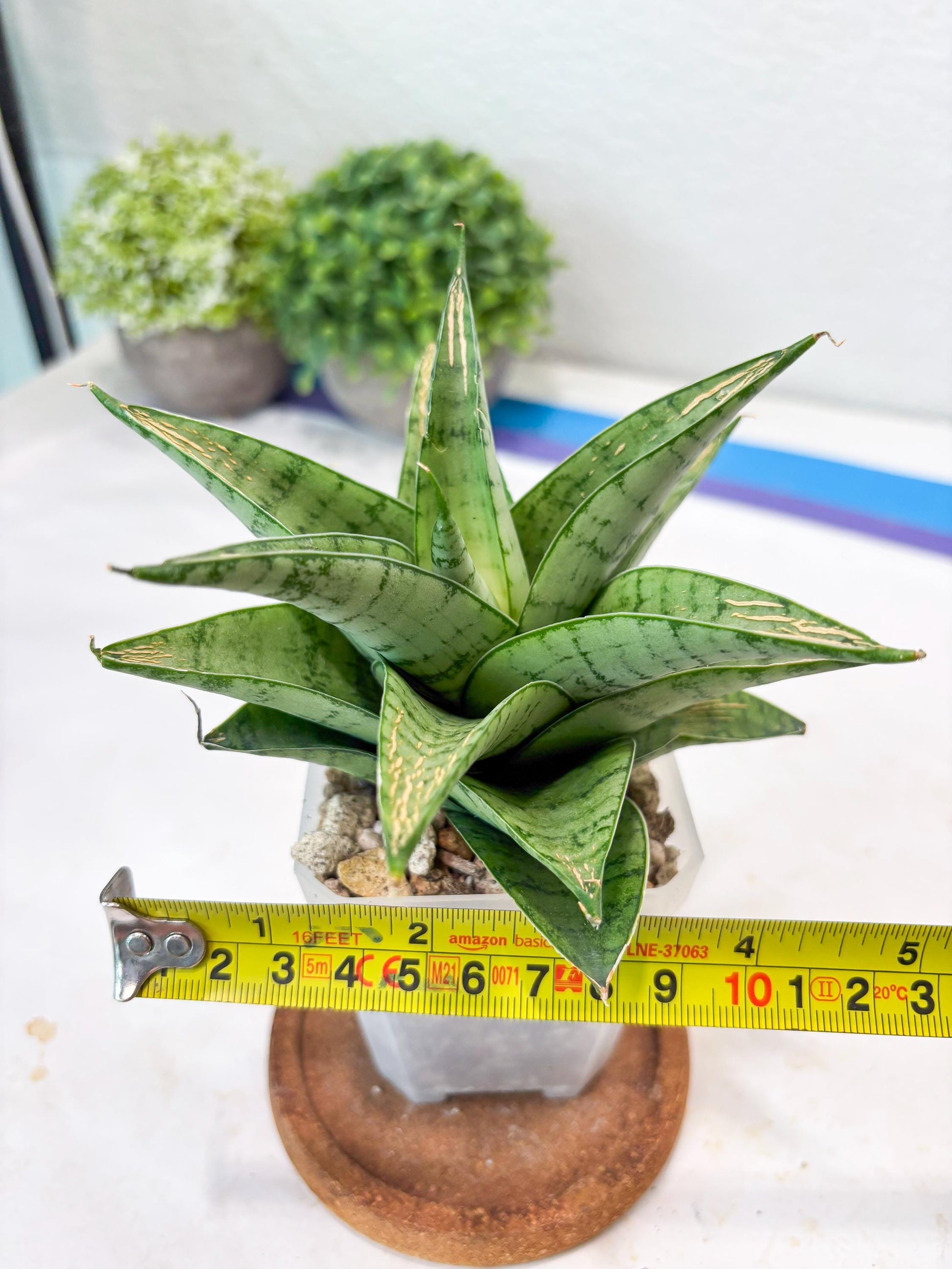 Sansevieria Niubi (#Ba83) | Rare Hybrid Species
