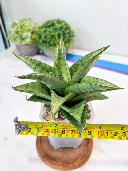 Sansevieria Niubi (#Ba83) | Rare Hybrid Species