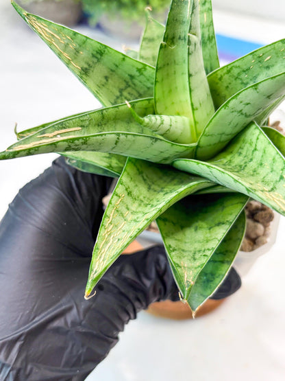 Sansevieria Niubi (#Ba83) | Rare Hybrid Species