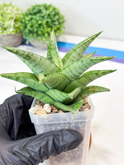 Sansevieria Niubi (#Ba83) | Rare Hybrid Species