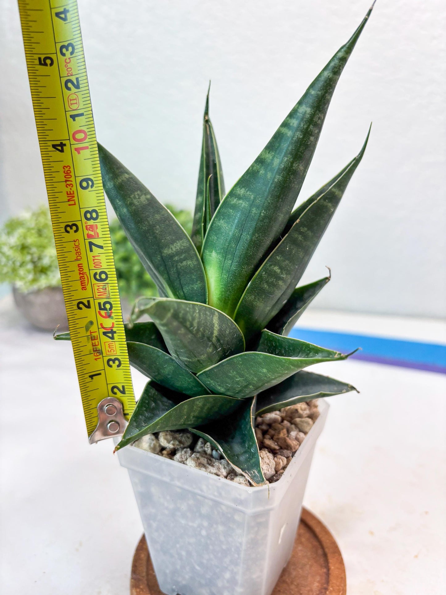 Sansevieria Renata (#Ba85) | Rare Hybrid Species