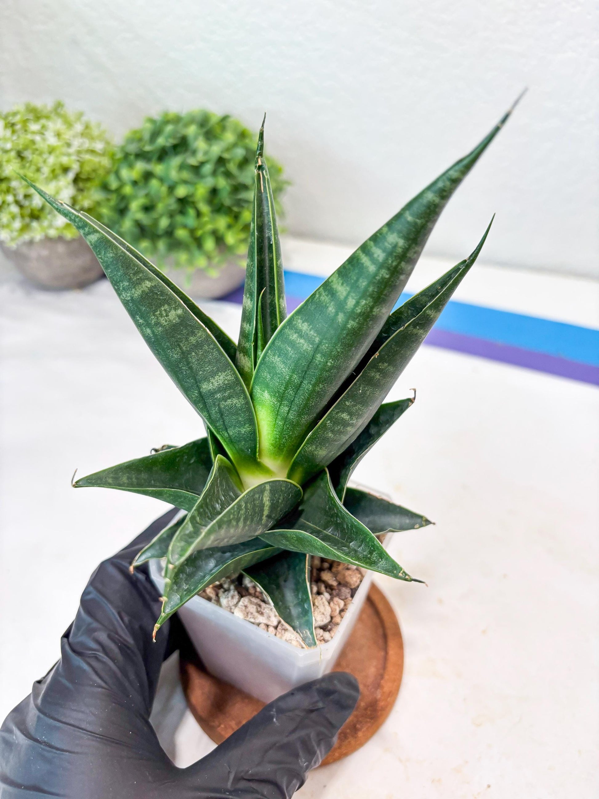 Sansevieria Renata (#Ba85) | Rare Hybrid Species