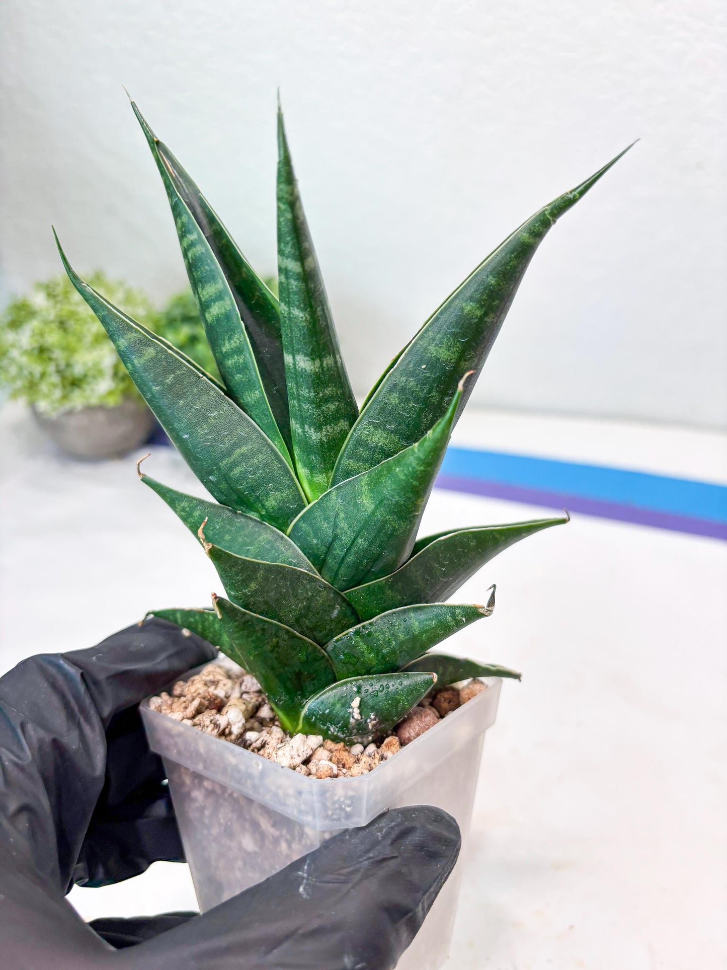 Sansevieria Renata (#Ba85) | Rare Hybrid Species