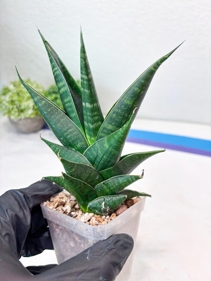 Sansevieria Renata (#Ba85) | Rare Hybrid Species