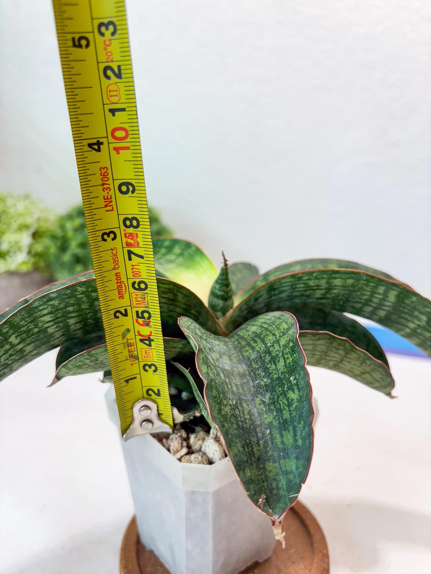 Sansevieria Semanggi (#Ba86) | Imported Hybrid Species