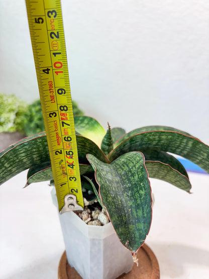 Sansevieria Semanggi (#Ba86) | Imported Hybrid Species