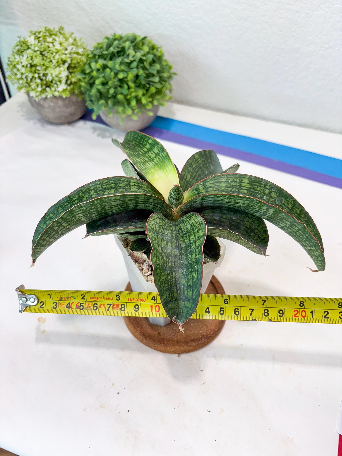 Sansevieria Semanggi (#Ba86) | Imported Hybrid Species