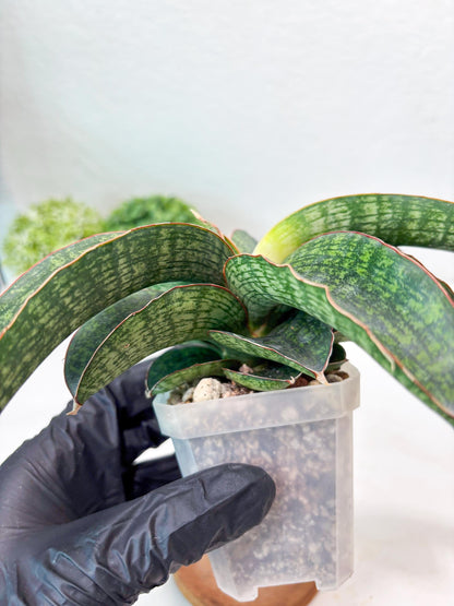 Sansevieria Semanggi (#Ba86) | Imported Hybrid Species