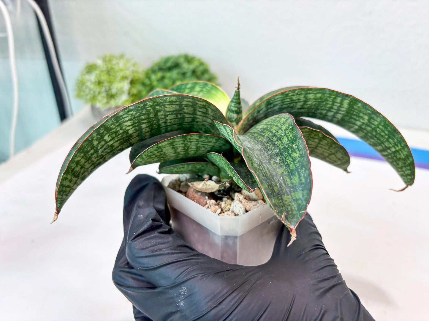 Sansevieria Semanggi (#Ba86) | Imported Hybrid Species