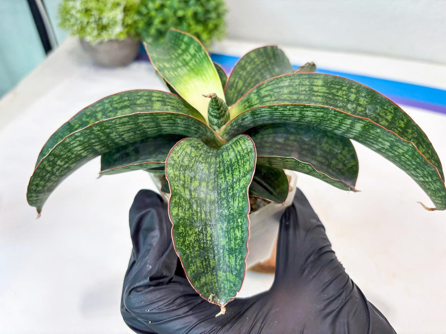 Sansevieria Semanggi (#Ba86) | Imported Hybrid Species