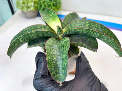 Sansevieria Semanggi (#Ba86) | Imported Hybrid Species